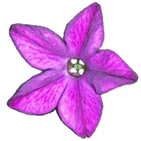 feet treat fuschia pedicure